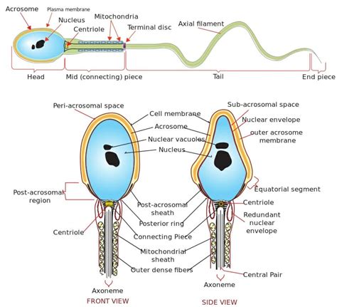 spermatozoide|Understanding the spermatozoon